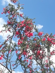 Cantua buxifolia