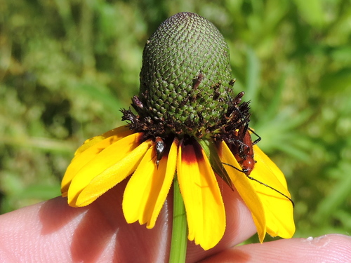 Rudbeckia amplexicaulis