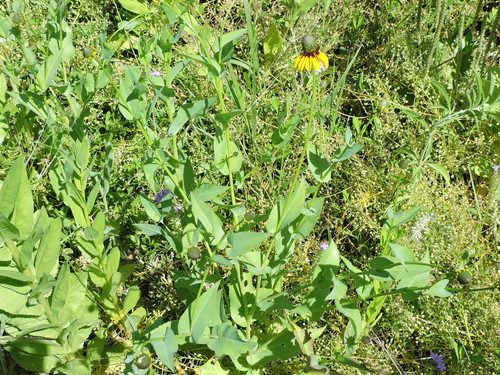 Rudbeckia amplexicaulis