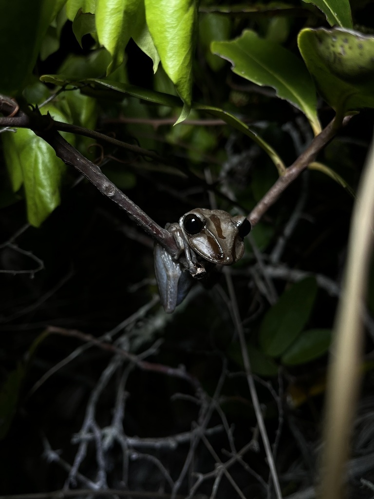Bruno's Casque-headed Frog (Nyctimantis brunoi)