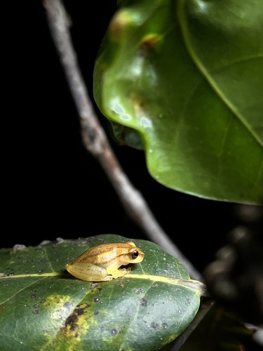 Brazilian Coastal Treefro, Dendropsophus decipiens