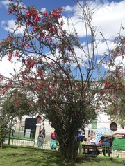 Cantua buxifolia