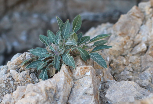 shortfruit evening primrose