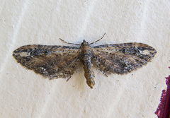 Eupithecia subapicata
