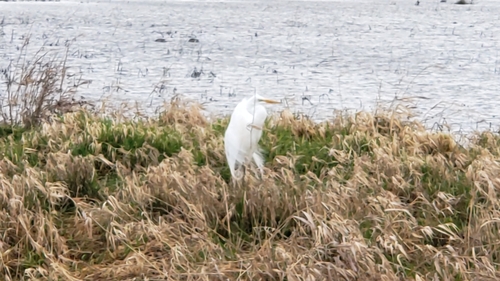 Great Egret photographed in Washington