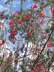 Cantua buxifolia