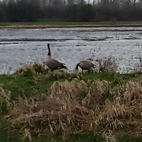 Canada Goose photographed in Washington