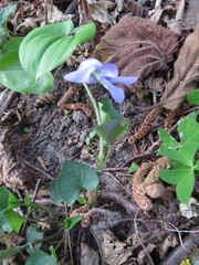 Rostratae