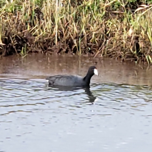 American Coot photographed in Mississippi