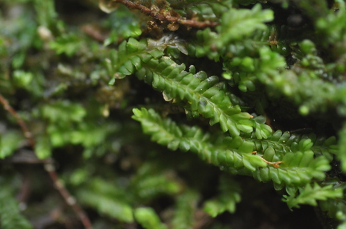 Image of Saccogyna viticulosa by no rights reserved