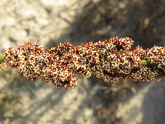 Elegia tectorum