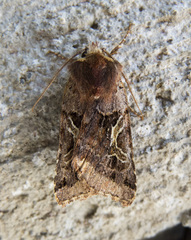 Cerastis enigmatica