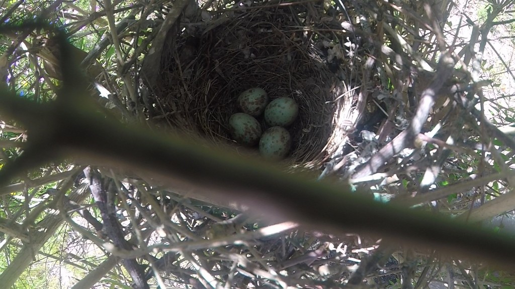 Northern Mockingbird in April 2019 by twhisperer. 4 eggs in a nest ...