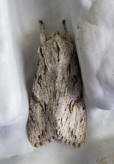 Egira crucialis