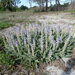 Lupinus pilosior - Photo (c) Sean Patton, some rights reserved (CC BY-NC), uploaded by Sean Patton