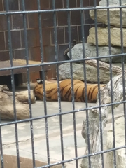 Panthera tigris altaica