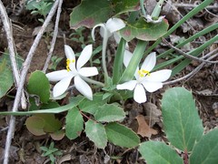 Leucocrinum montanum