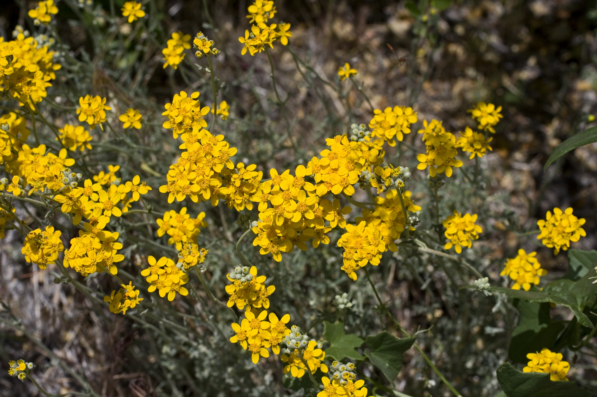Eriophyllum confertiflorum