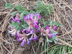 Astragalus shortianus