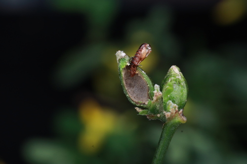 Asphondylia coronillae
