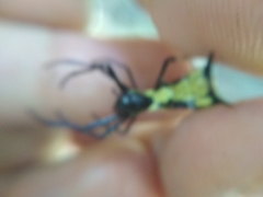 Micrathena vigorsi