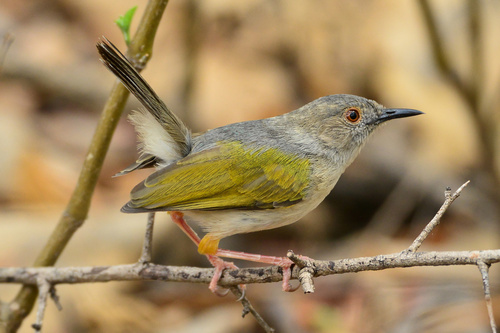 Green-backed Camaroptera