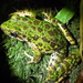 Piebald Odorous Frog - Photo (c) shengchao, some rights reserved (CC BY-NC)