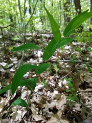 Polygonatum biflorum biflorum