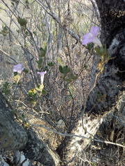 Ruellia hirsutoglandulosa