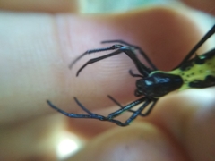 Micrathena vigorsi