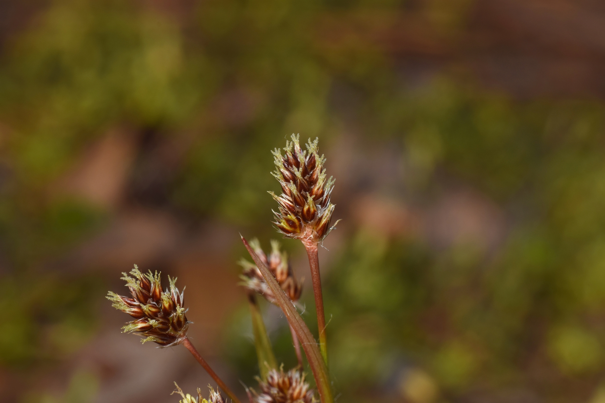 Luzula bulbosa