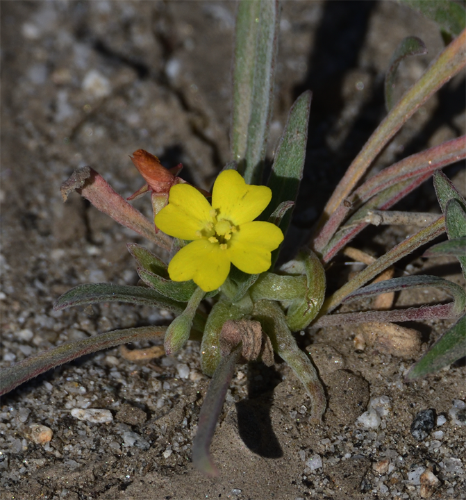 Image of Camissoniopsis pallida by (c) smeckert, some rights reserved (CC BY)