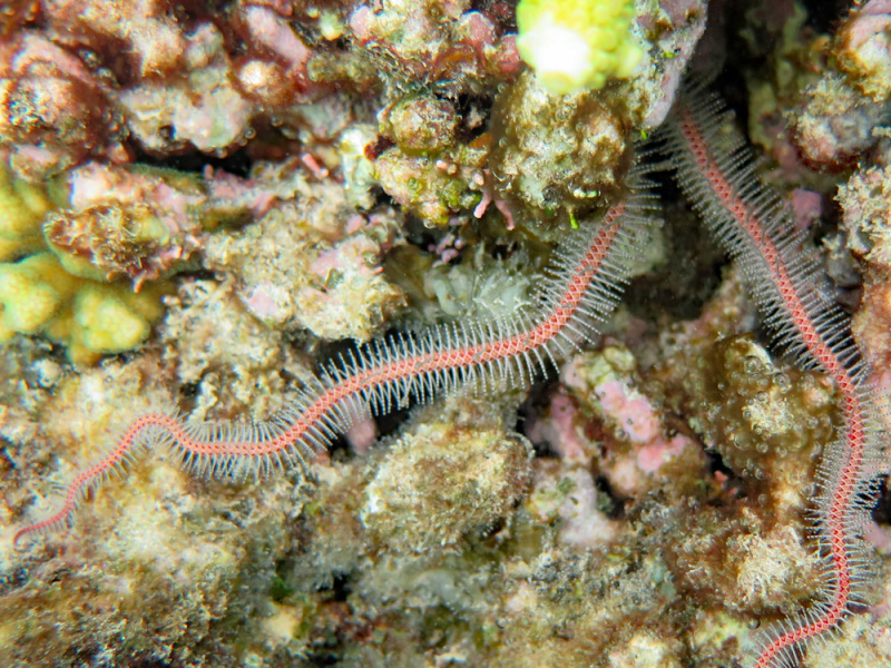 Chain-link Brittle Star
