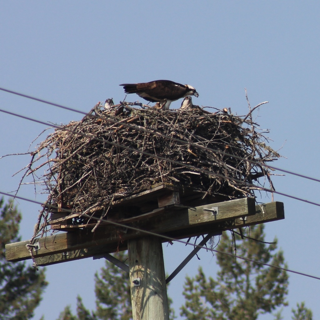 Osprey from Wardner Fort Steele Rd, East Kootenay, BC, CA on July 18, 2023 at 1156 PM by