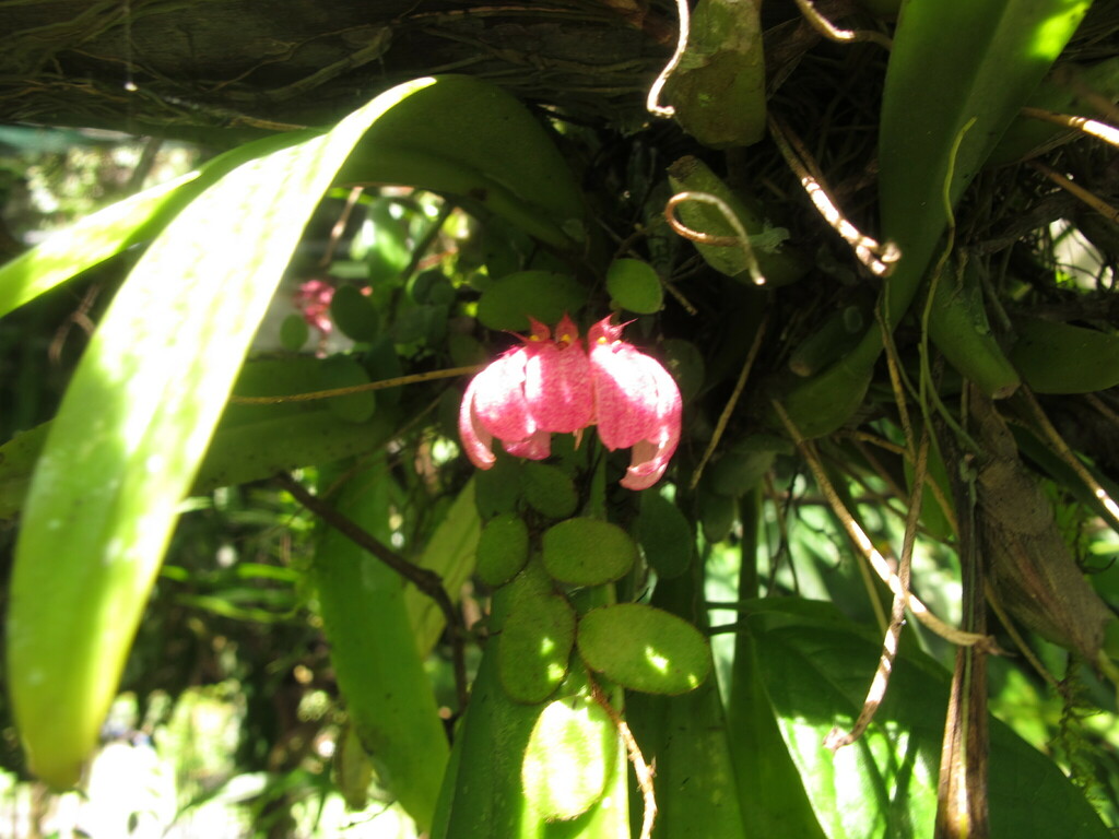 Bulbophyllum trigonopus (Rchb.f.) J.J.Sm. 2