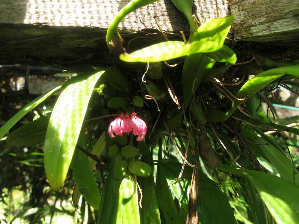 Bulbophyllum trigonopus (Rchb.f.) J.J.Sm. 3