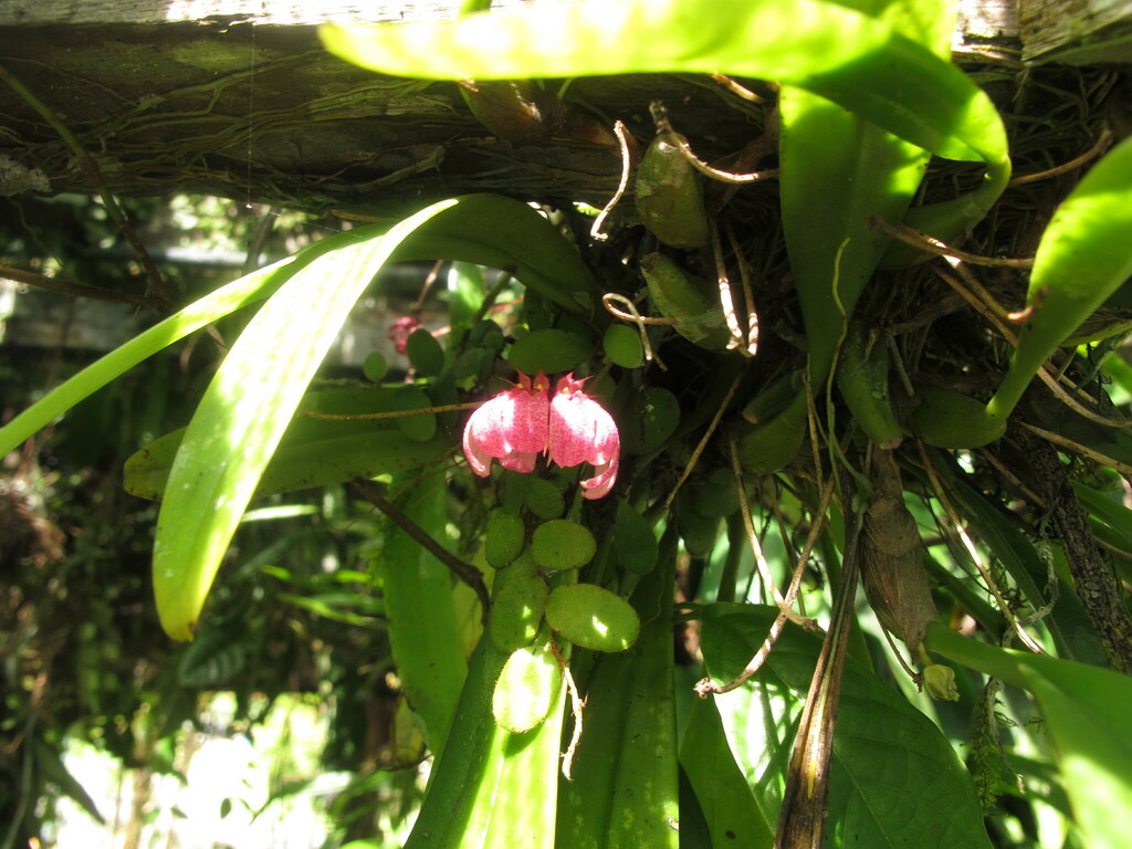 Bulbophyllum trigonopus (Rchb.f.) J.J.Sm. 4