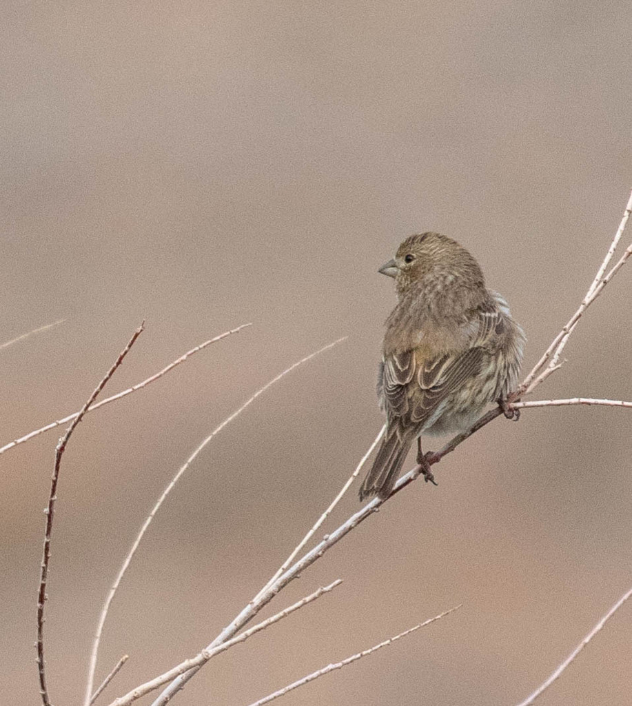 House Finch from Clark County, NV, USA on March 16, 2024 at 08:33 AM by ...