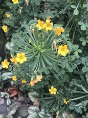 Oxalis teneriensis