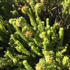 Campylostachys cernua