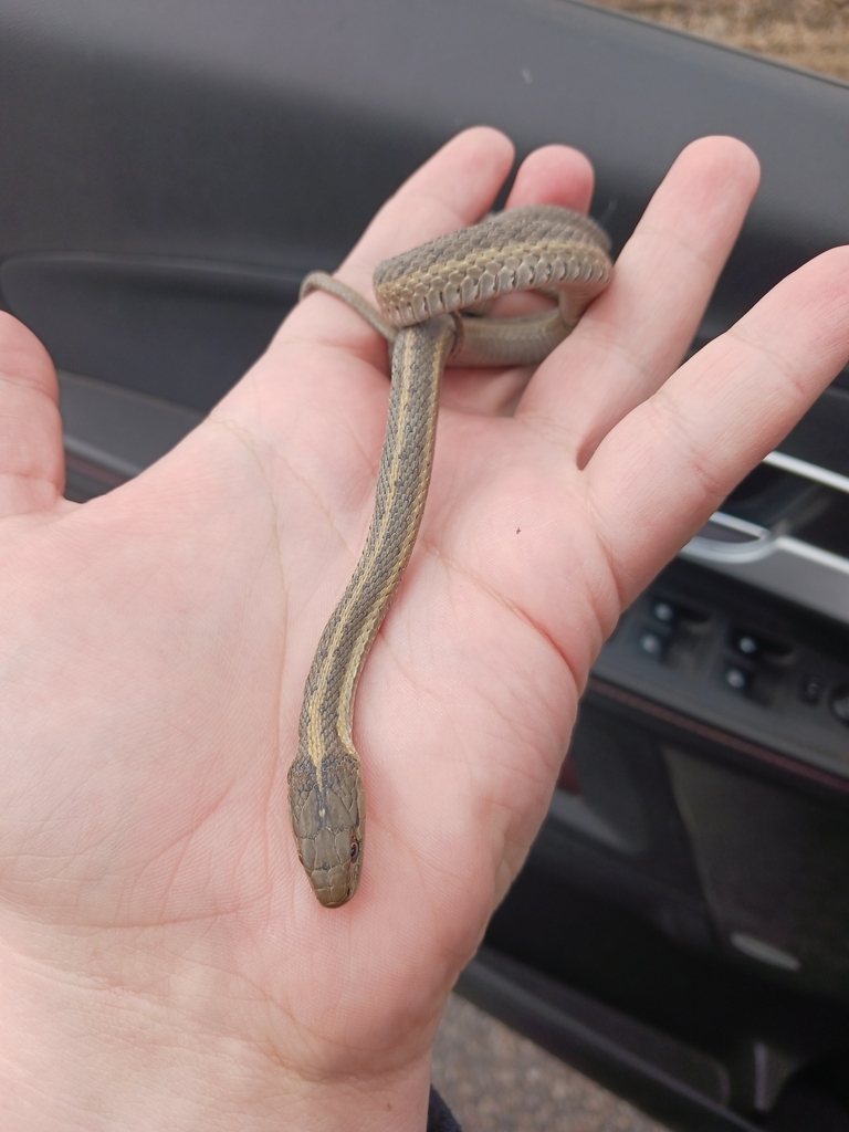 Wandering Garter Snake from Roberts, ID 83444, USA on March 21, 2024 at ...