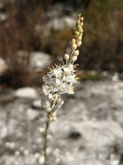 Bulbinella trinervis