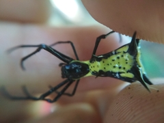 Micrathena vigorsi