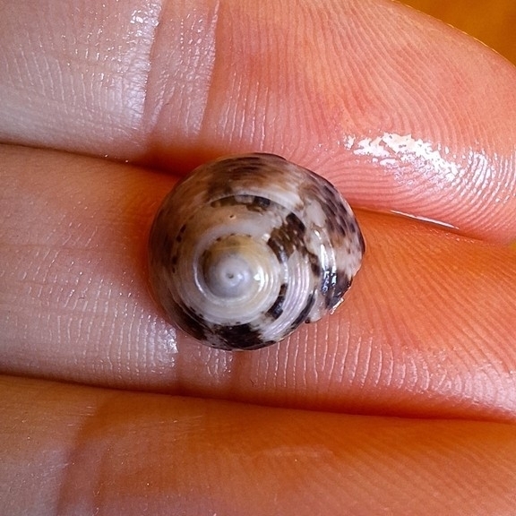 Gibbula philberti
