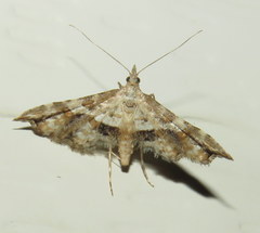 Palaeodes samealis