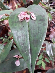 Pleurothallis calogramma
