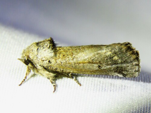 Aon Moth photo 5