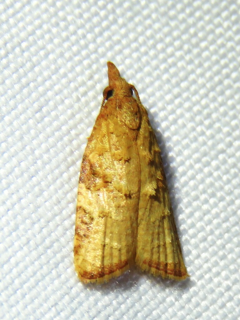 Platynota texana