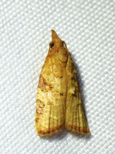 Platynota texana