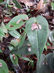 Pleurothallis calogramma